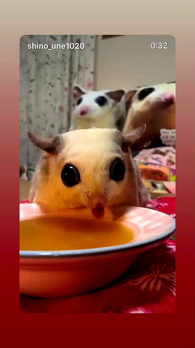 shelly_.mor shelly_.mor archive video