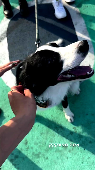 biton__adi biton__adi archive video