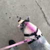 novahnovielli Altpins Profile Picture