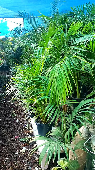 1justsabi 1justsabi archive video