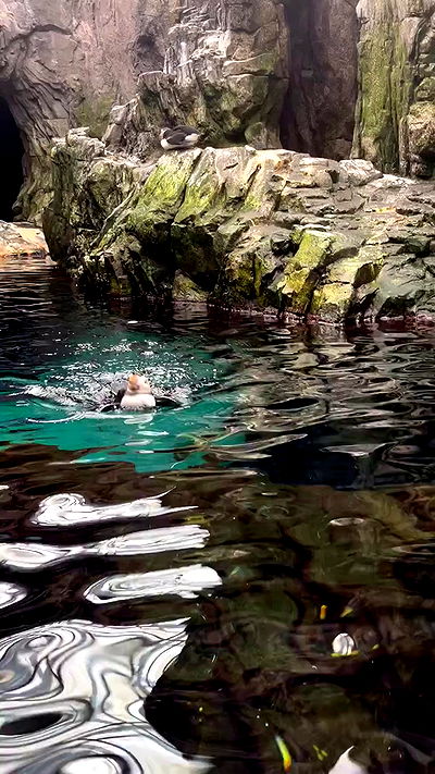 jaroslava_klavir jaroslava_klavir archive video