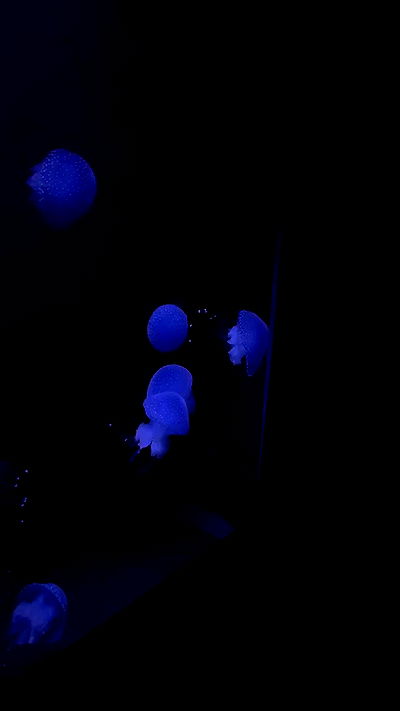 jaroslava_klavir jaroslava_klavir archive video