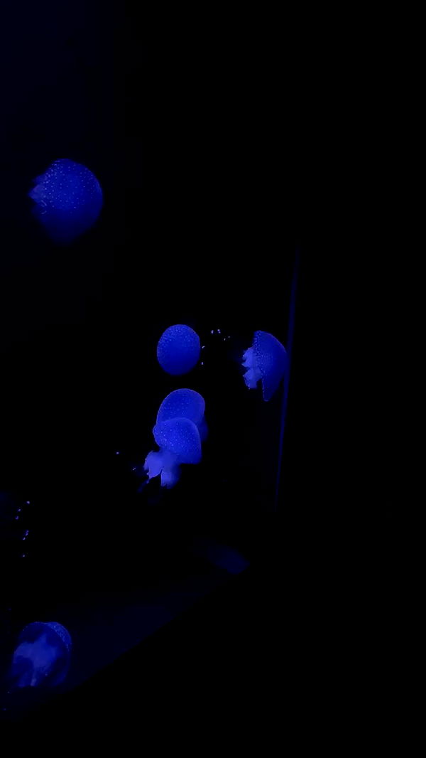 jaroslava_klavir archive video preview