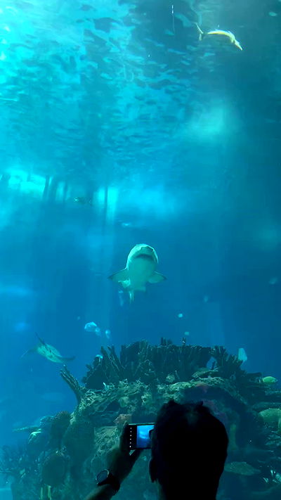 jaroslava_klavir jaroslava_klavir archive video