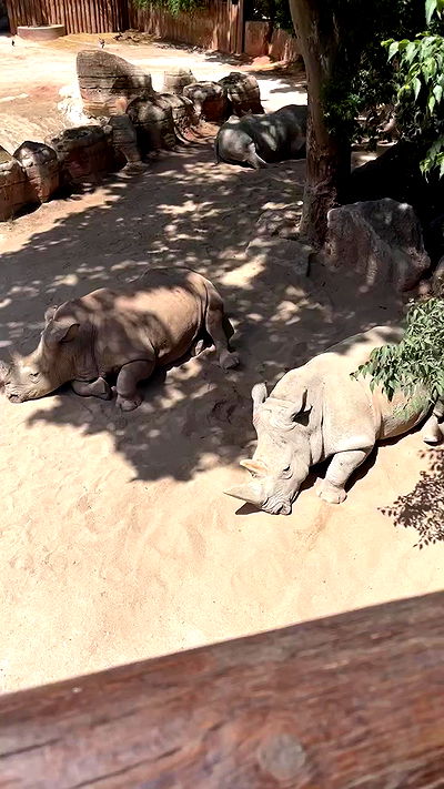 jaroslava_klavir jaroslava_klavir archive video