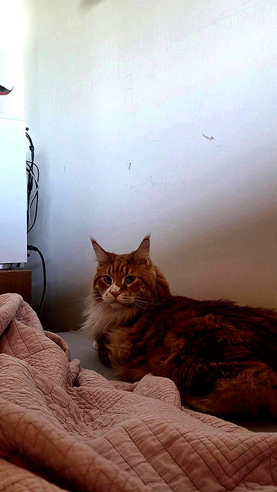 avital_1010.2003 avital_1010.2003 archive video