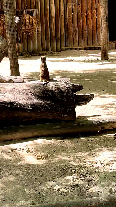 jaroslava_klavir jaroslava_klavir archive video