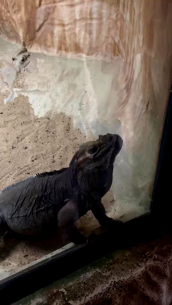 jaroslava_klavir archive video preview