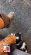 hadas_mayer_ Altpins Profile Picture
