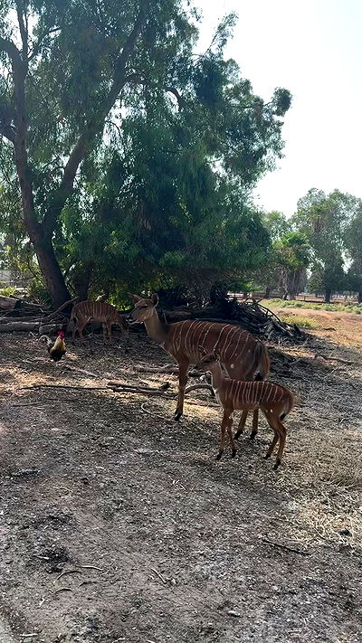 jaroslava_klavir jaroslava_klavir archive video