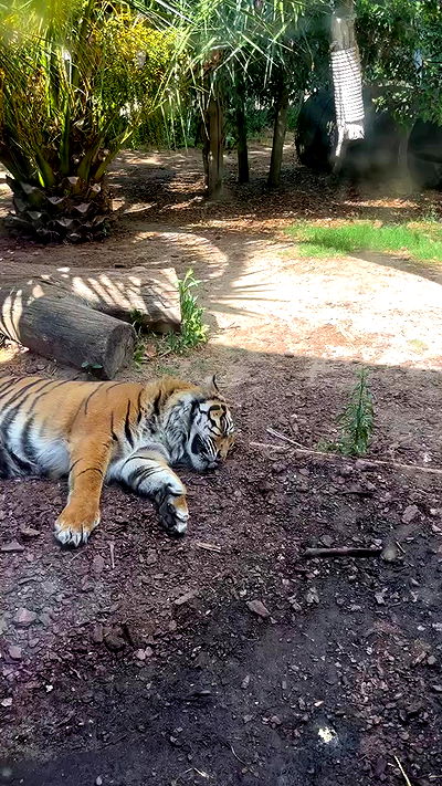 jaroslava_klavir jaroslava_klavir archive video