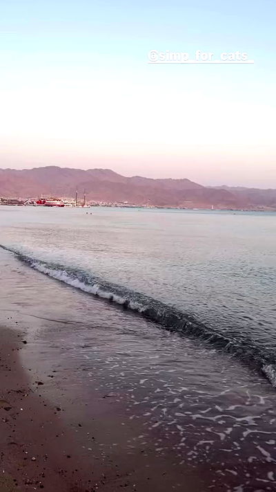 simp_for_cats_ simp_for_cats_ archive video