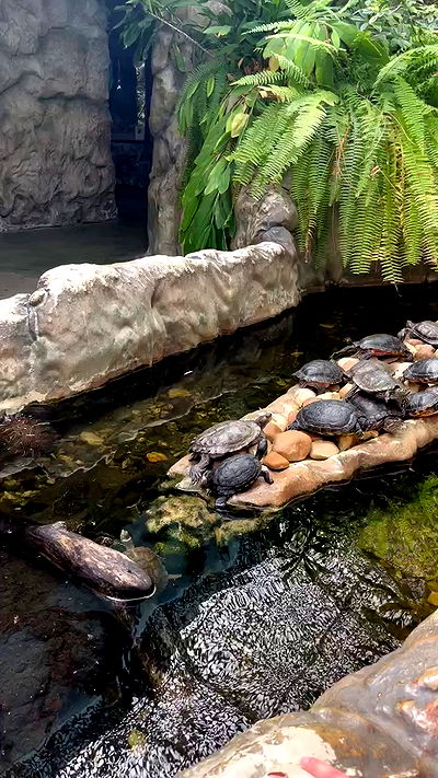 jaroslava_klavir jaroslava_klavir archive video