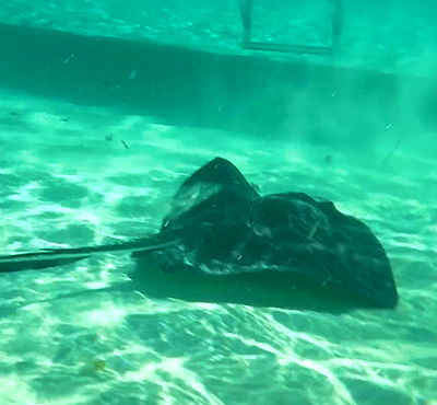 valeria_lukin valeria_lukin archive video