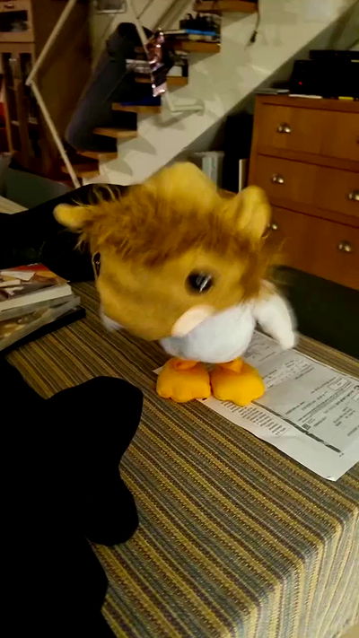 shayli_or shayli_or archive video