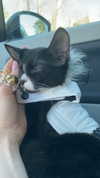 sydney_melman Altpins Profile Picture