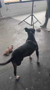 sydney_melman Altpins Profile Picture