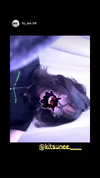 kitsunee.___ Altpins Profile Picture