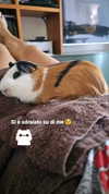 la.vica_ Altpins Profile Picture