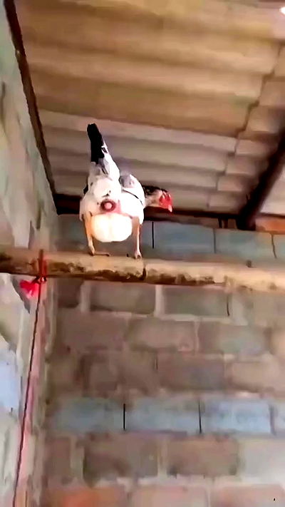 itshayleydavies itshayleydavies archive video