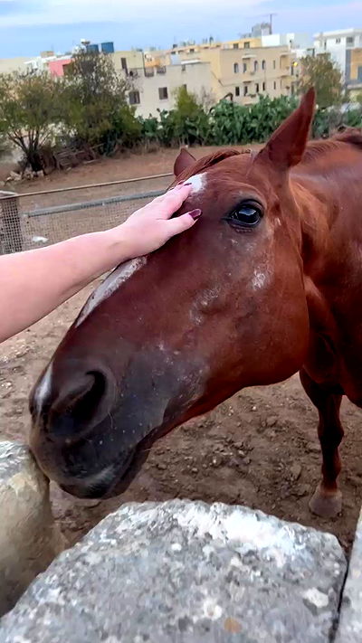 bakedsloths bakedsloths archive video