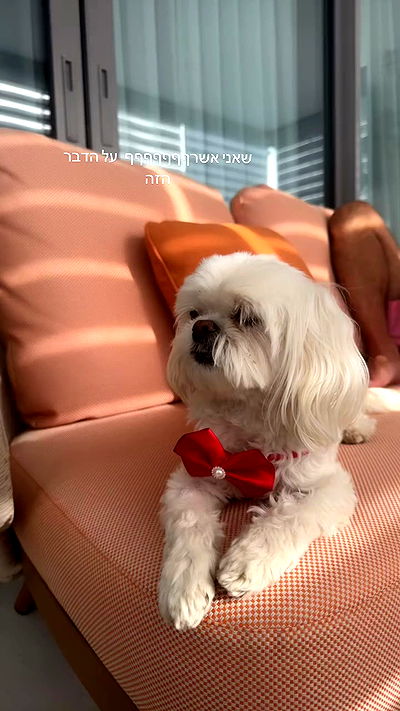 romy_ayalla_lavi romy_ayalla_lavi archive video