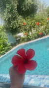 mayedri1 Altpins Profile Picture