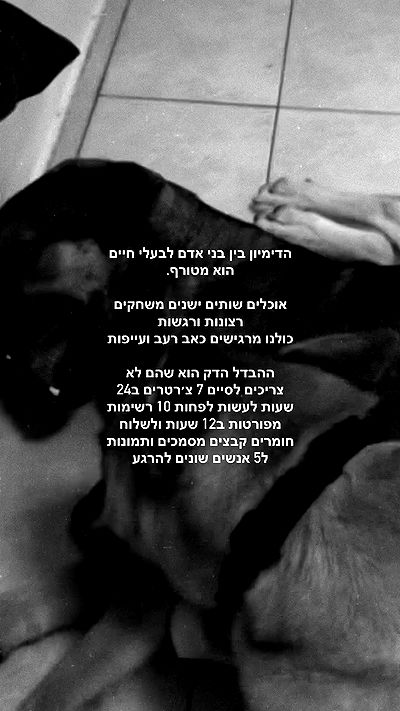 moonliliaght moonliliaght archive video