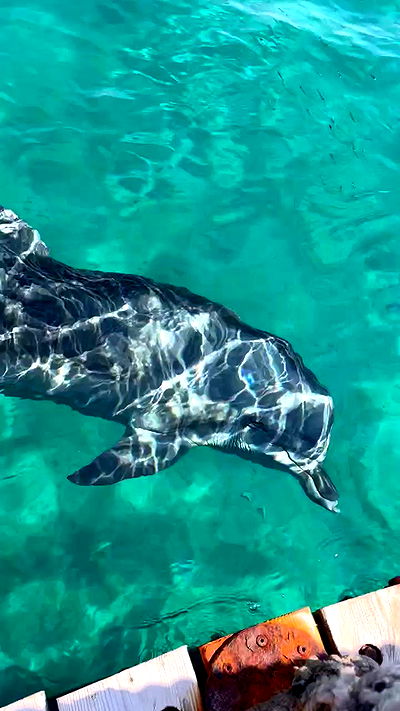 jaroslava_klavir jaroslava_klavir archive video