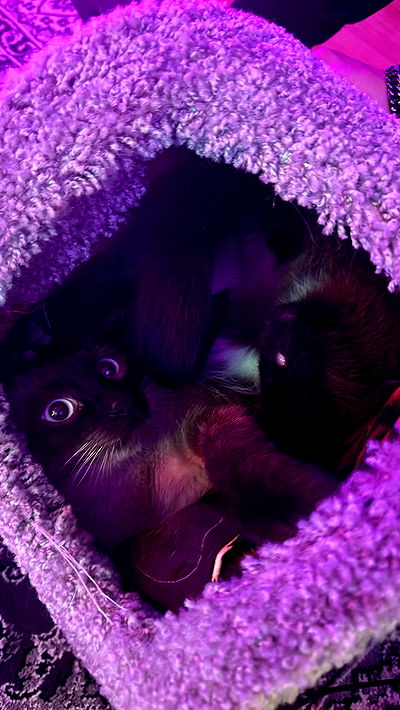 sweetmuffinnss sweetmuffinnss archive video