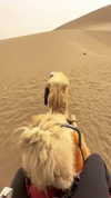 nopearii Altpins Profile Picture