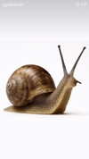 mayagoldgeek Altpins Profile Picture