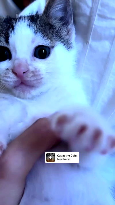 liashaked liashaked archive video