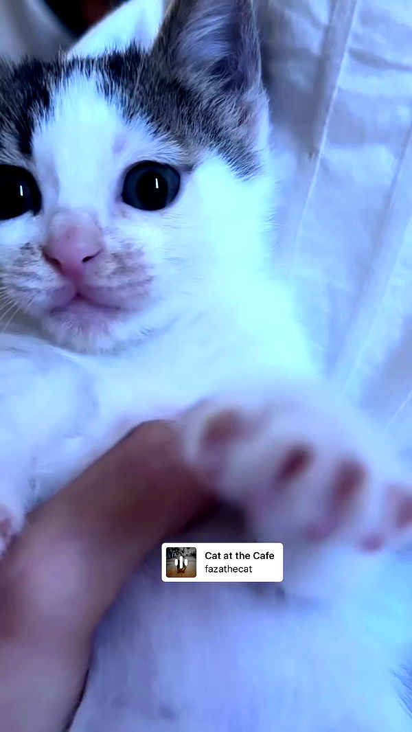 liashaked archive video preview