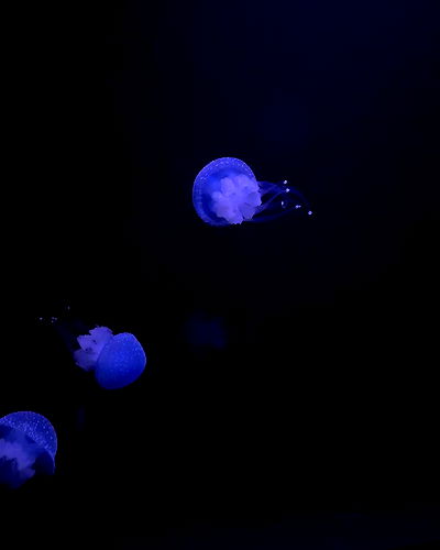 jaroslava_klavir jaroslava_klavir archive video