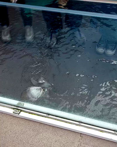 jaroslava_klavir jaroslava_klavir archive video