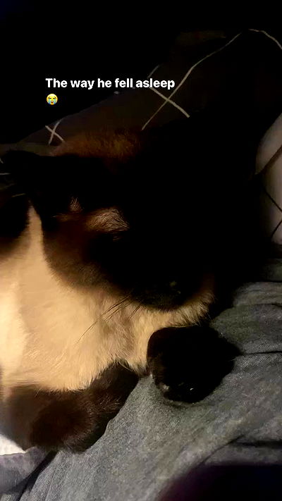 vwnrottie vwnrottie archive video