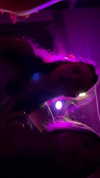 gayaedry_ Altpins Profile Picture