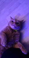 reitoshin Altpins Profile Picture