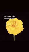 _laleonetti_ Altpins Profile Picture