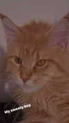calyen Altpins Profile Picture
