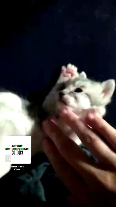 pinchchicken pinchchicken archive video