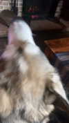 sorryiatetheapple Altpins Profile Picture