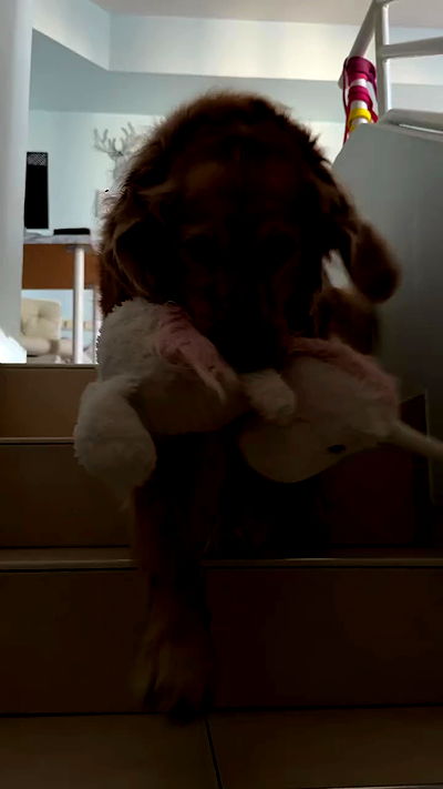 laniskot laniskot archive video