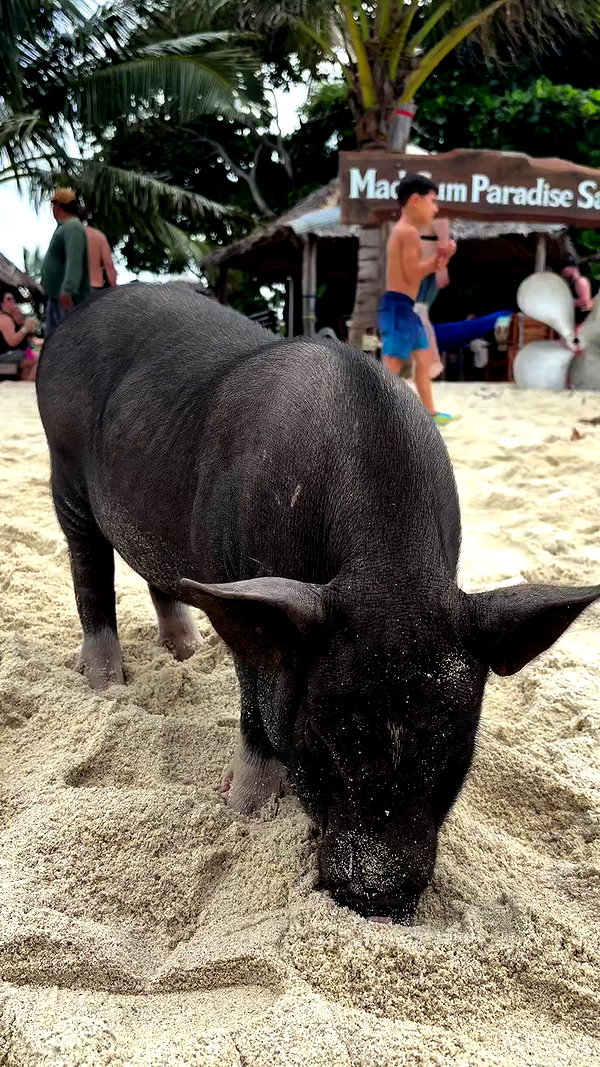 noammalka___ archive video preview