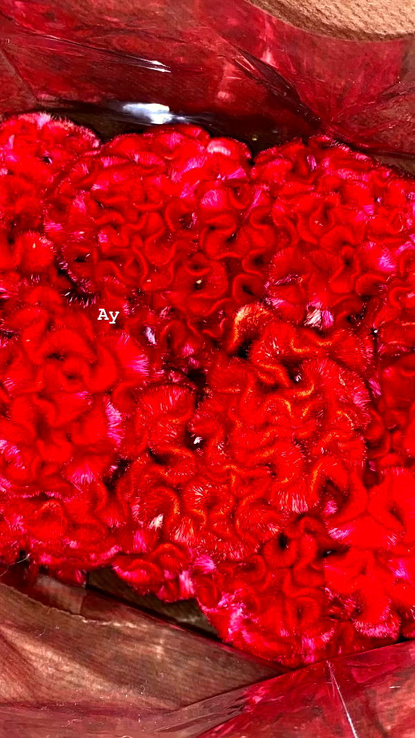 dustheadd archive video preview