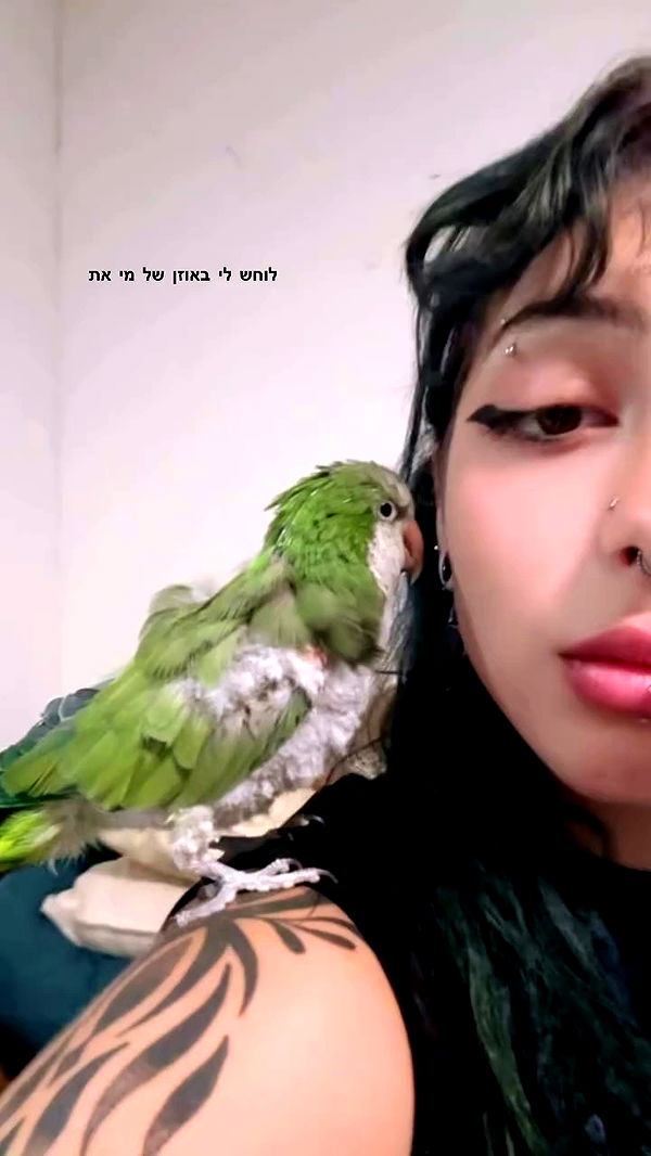 romy_ayalla_lavi archive video preview