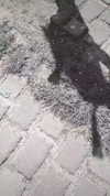 cata.leyah Altpins Profile Picture