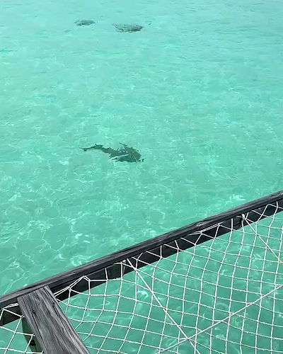 alexis.blond alexis.blond archive video