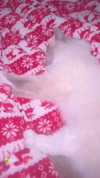 diana_rizz Altpins Profile Picture